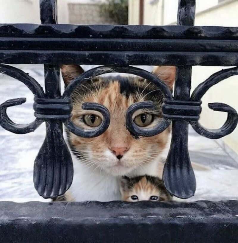 Calico cat peering through a black iron fence with a kitten below.