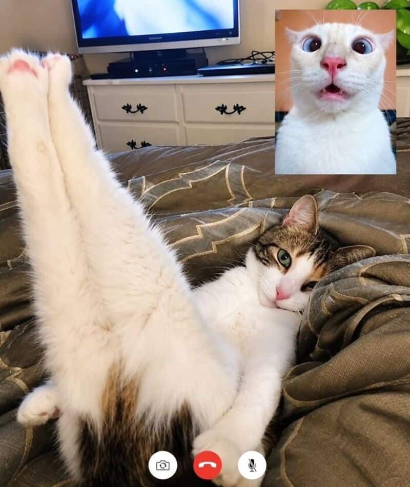 Cat lying on bed with legs up, TV in background, inset of a close-up cat face.