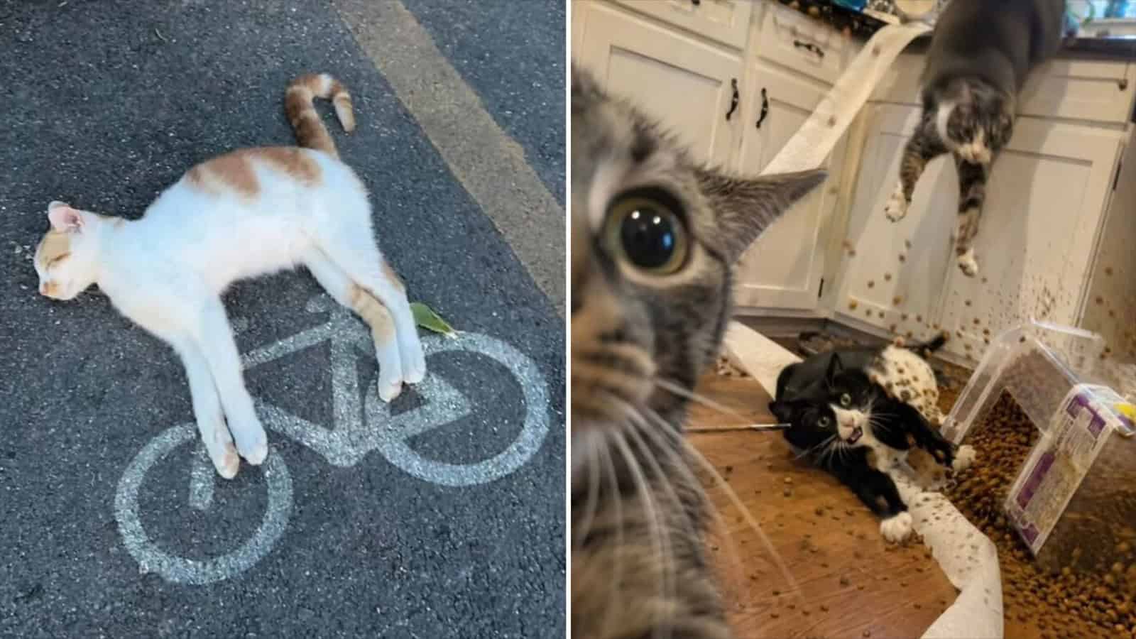 Cat lying on a bicycle lane marking on the ground.