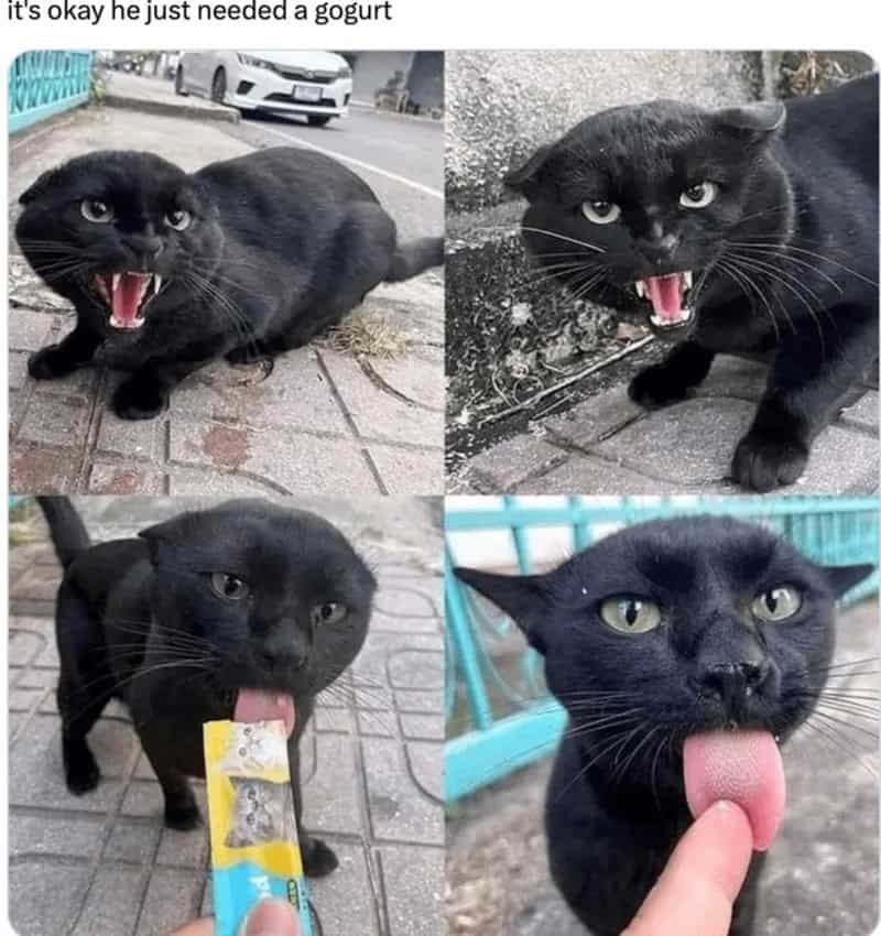 Black cat with open mouth and tongue out in four photos, some with a person touching its tongue.