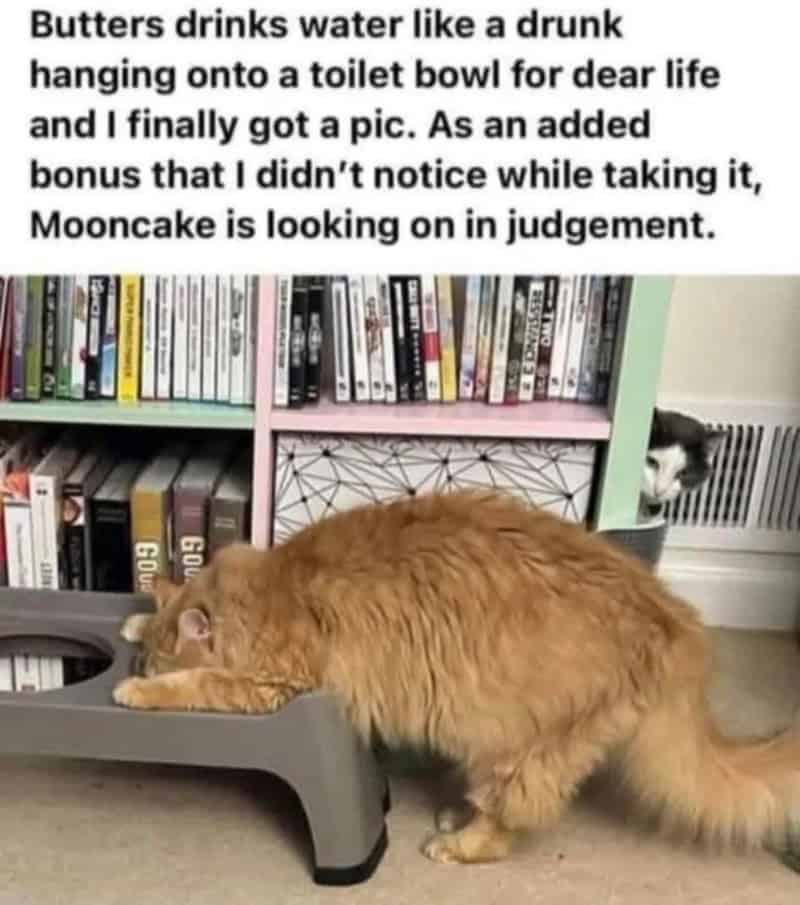 A fluffy orange cat drinking water from a bowl, with a black and white cat peeking from behind a TV.