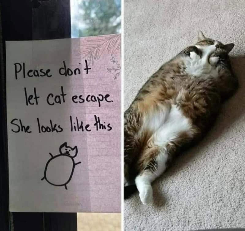 Note says, 'Please don't let cat escape. She looks like this,' with a drawing of a round cat.