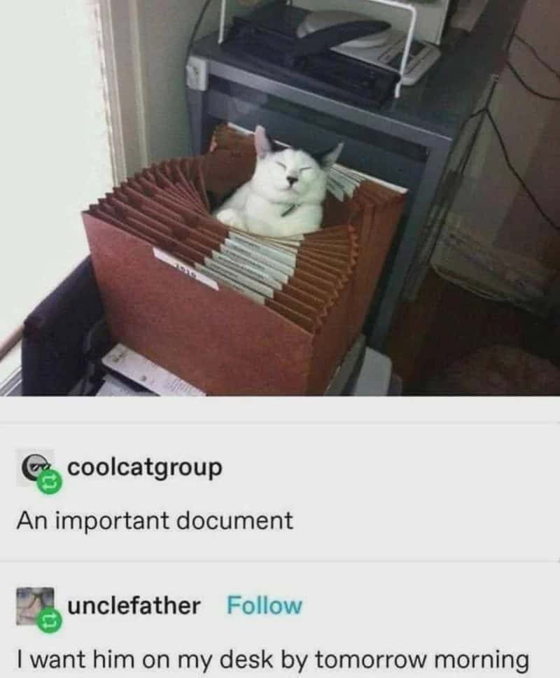 White cat sitting inside a stack of file folders on a desk.
