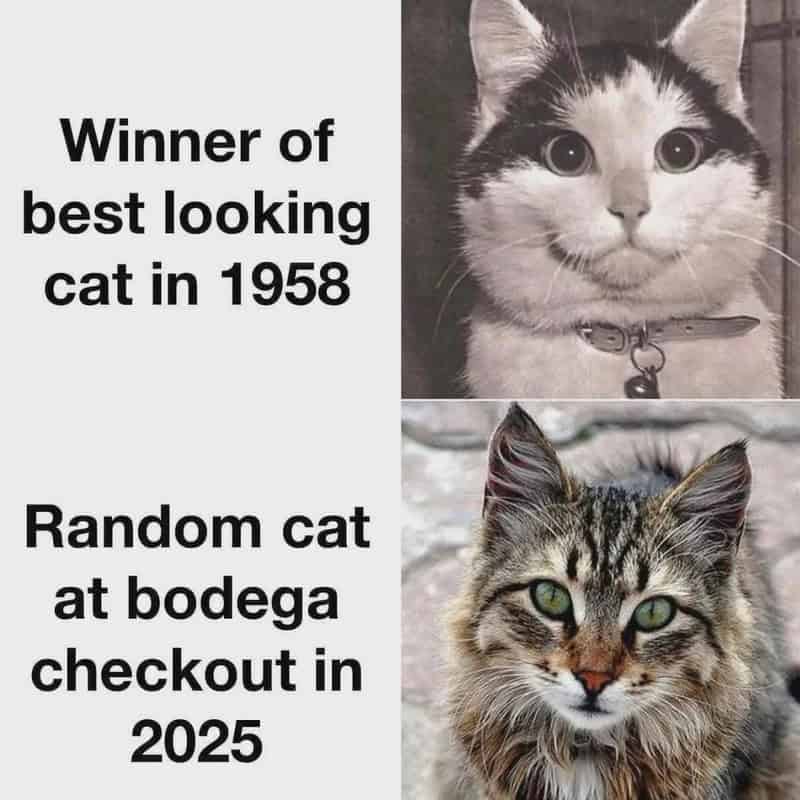 Comparison of a 1958 best looking cat and a 2025 bodega checkout cat.
