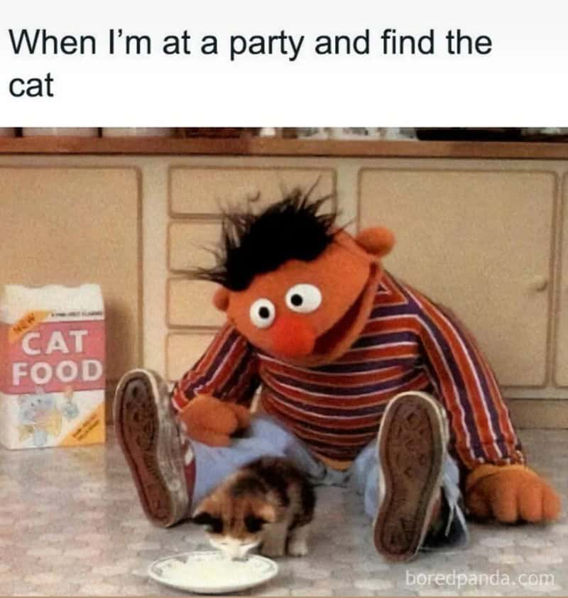 When I'm at a party and find the cat.