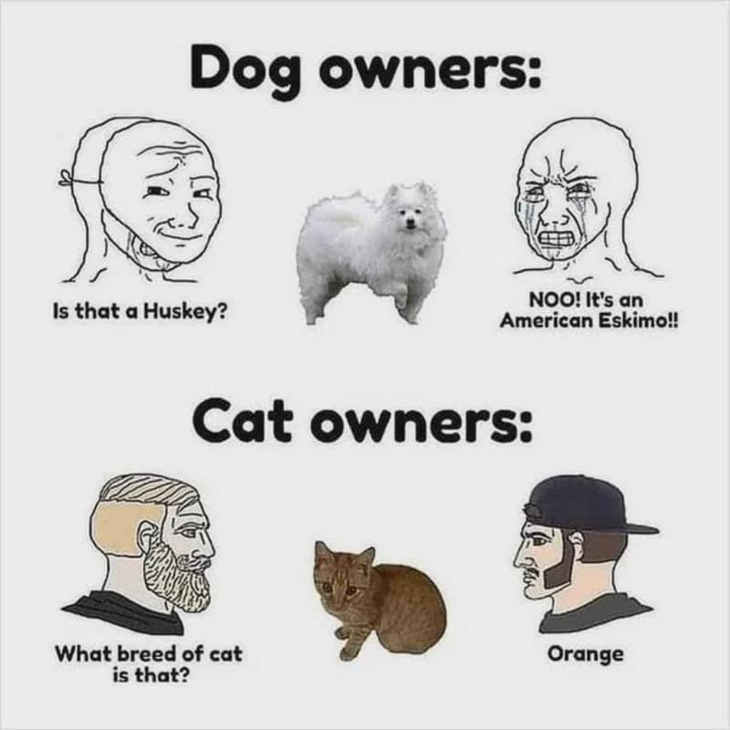 Humorous meme comparing dog and cat owners with cartoon characters and photos.