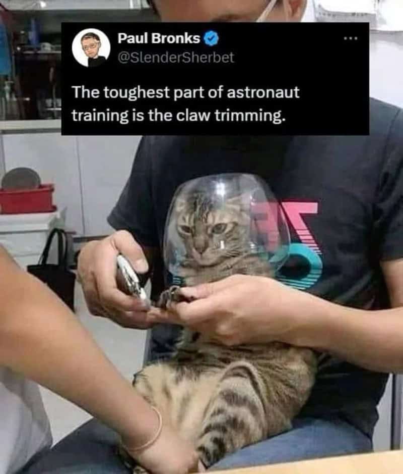 Person trimming a cat's claws with a protective cone on its head.