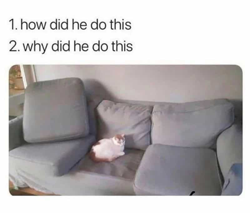Cat sitting on a couch with a cushion on its head, with text about how and why he did this.