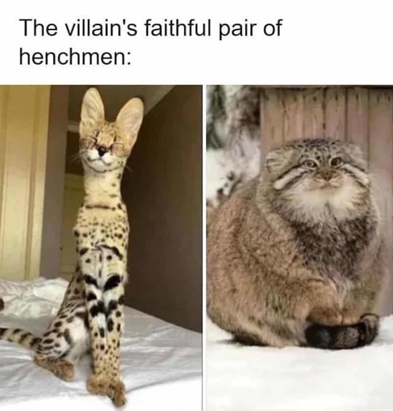 The villain's faithful pair of henchmen: a tall, slender cheetah and a chubby, grumpy cat.