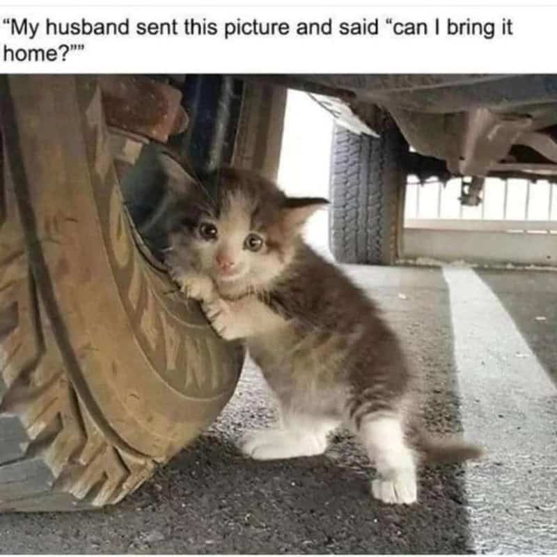 Kitten under a truck tire with a caption about a husband's question.