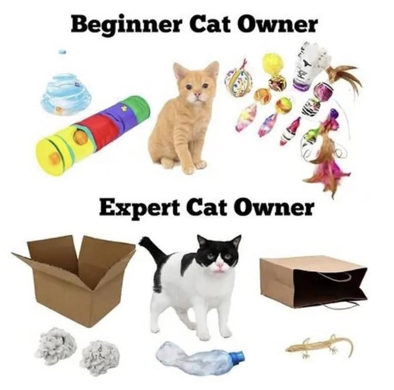 Comparison of beginner and expert cat owners with toys and supplies.