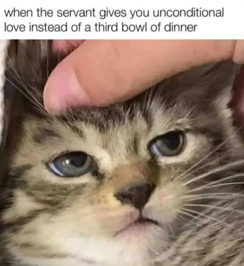 Close-up of a cat's face with a hand petting its head, caption about love and dinner.