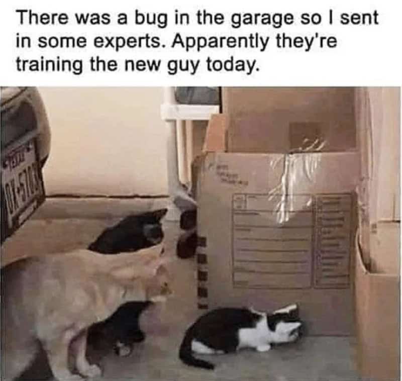 Cats and a dog near a cardboard box with a humorous caption about a bug in the garage.