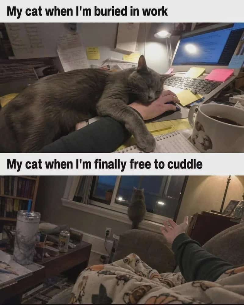 My cat when I'm buried in work. My cat when I'm finally free to cuddle.