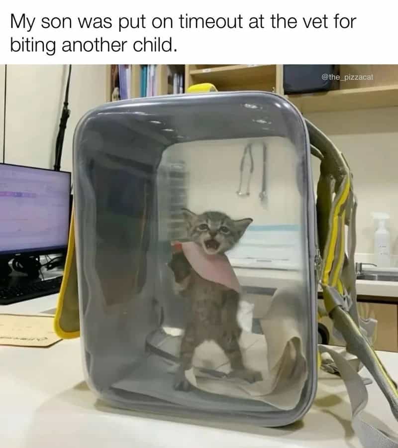 Kitten inside a clear plastic container with a pink bandana, looking distressed.