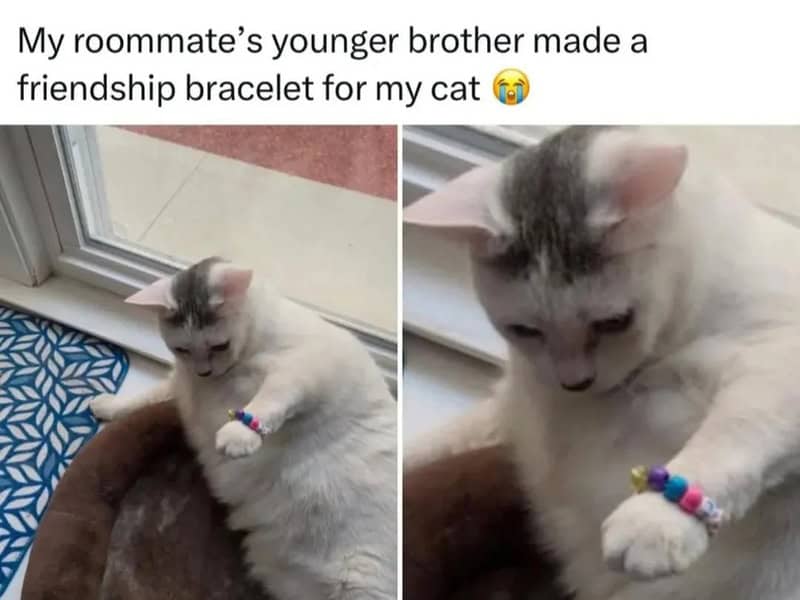 Cat wearing a friendship bracelet made by roommate's brother.
