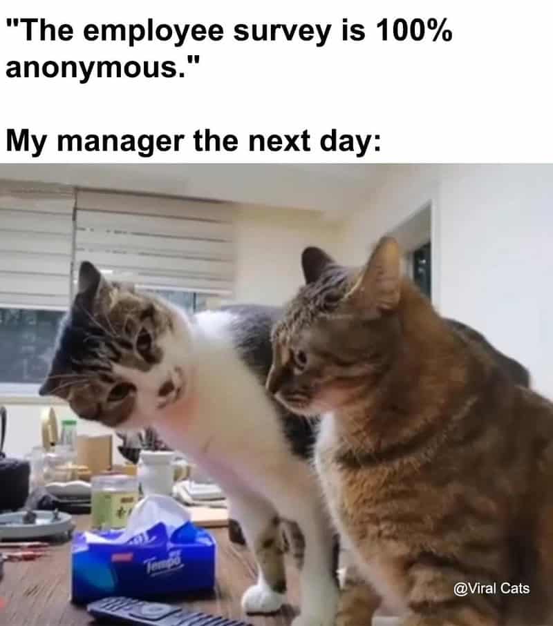 Cats looking at each other with text about employee survey and manager.