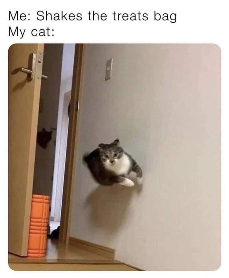 Cat jumping through a hole in the wall with a humorous caption about treats.