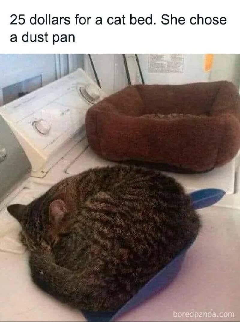 A cat curled up in a dust pan with a brown pet bed nearby, laundry machine in background.