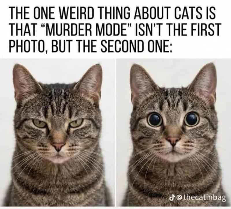 Two cats with different expressions, one with a serious face and the other with wide eyes.
