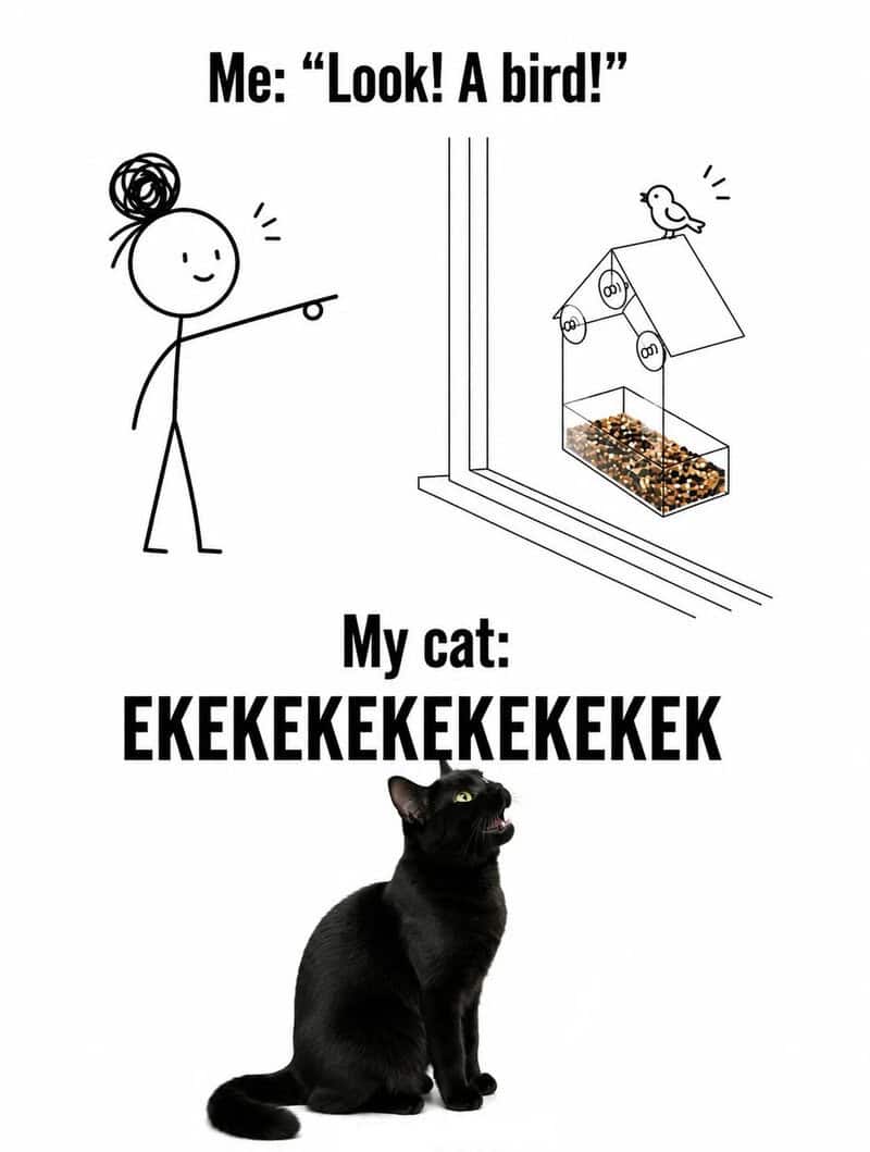Girl points at bird feeder, cat makes funny noise, black cat sitting, funny meme.