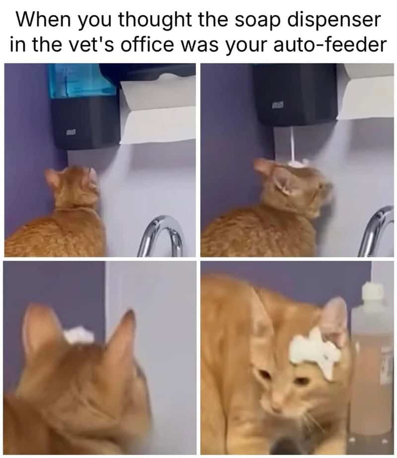 Cat looking at soap dispenser, thinking it's an auto-feeder, with a toy on its head.