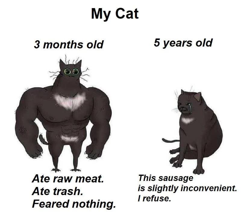 Comparison of a 3-month-old and 5-year-old cat with humorous descriptions.
