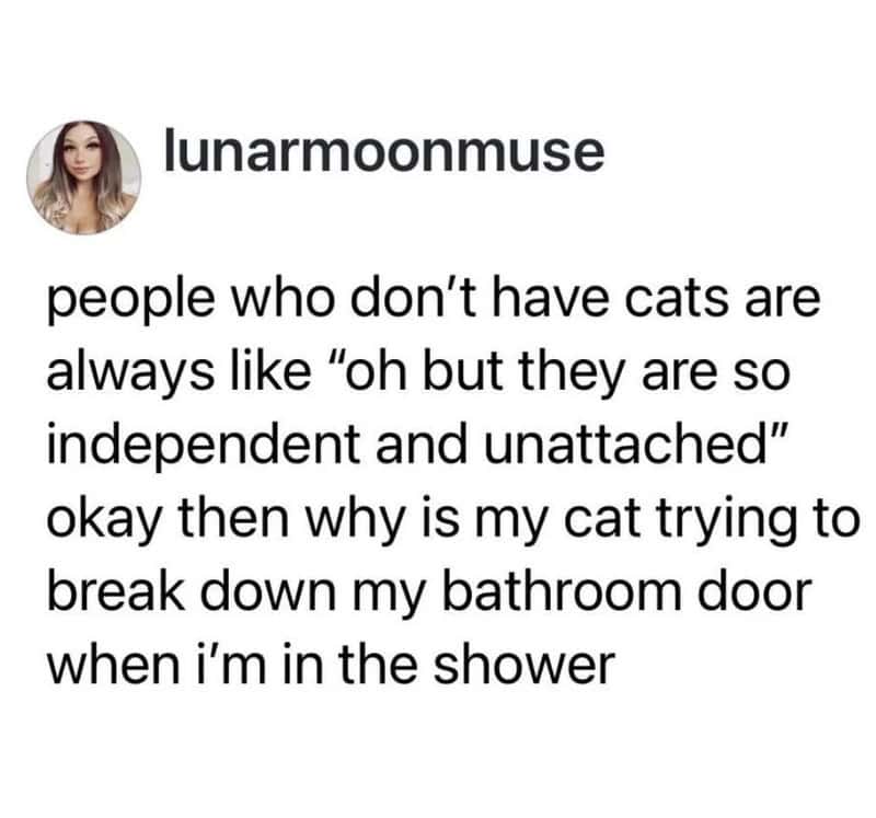 People without cats are often independent, but my cat tries to break into the bathroom.