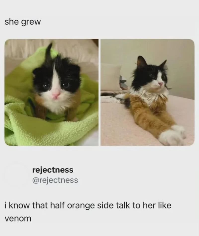 Two cats, one kitten and one adult, with the caption 'she grew rejectness' and text about talking to.