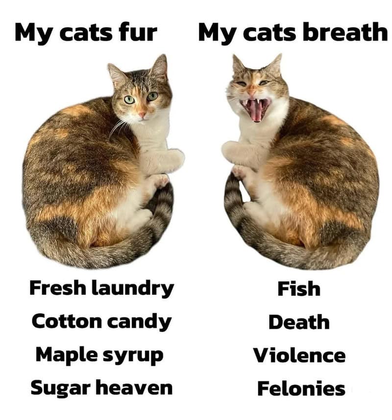 Comparison of a cat with captions about fur and breath, laundry, candy, syrup, and heaven versus a y.