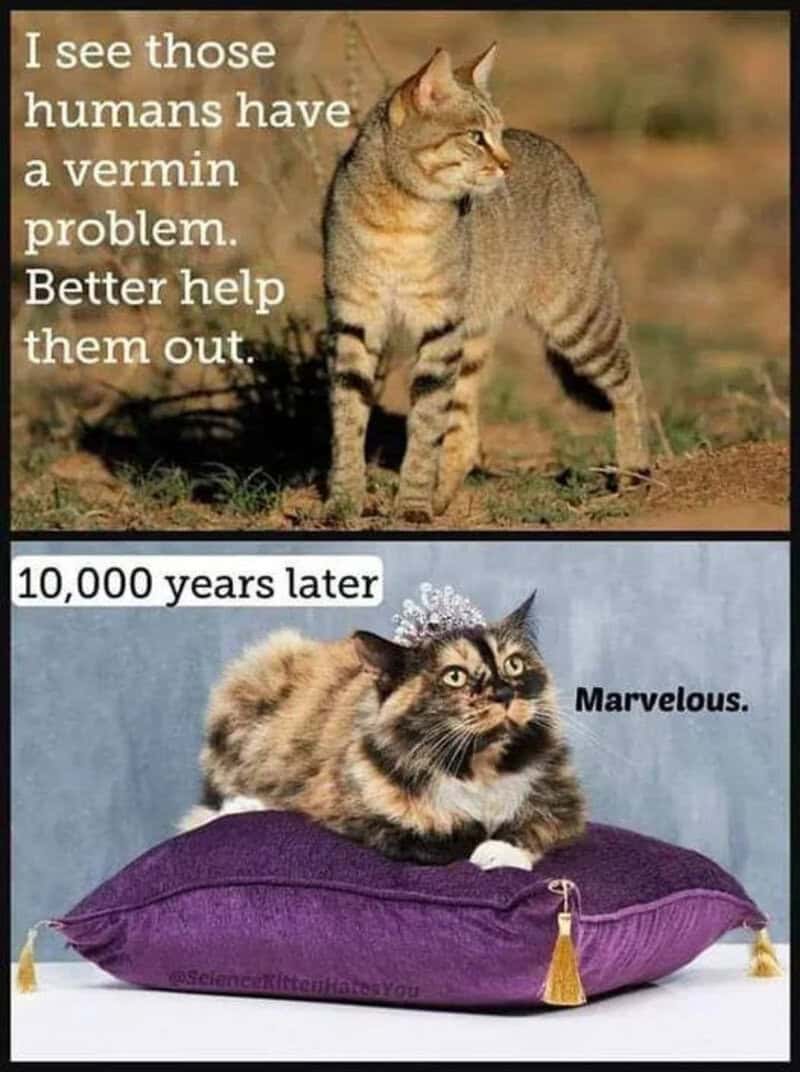 Humorous meme with a cat and a caption about humans having a vermin problem.