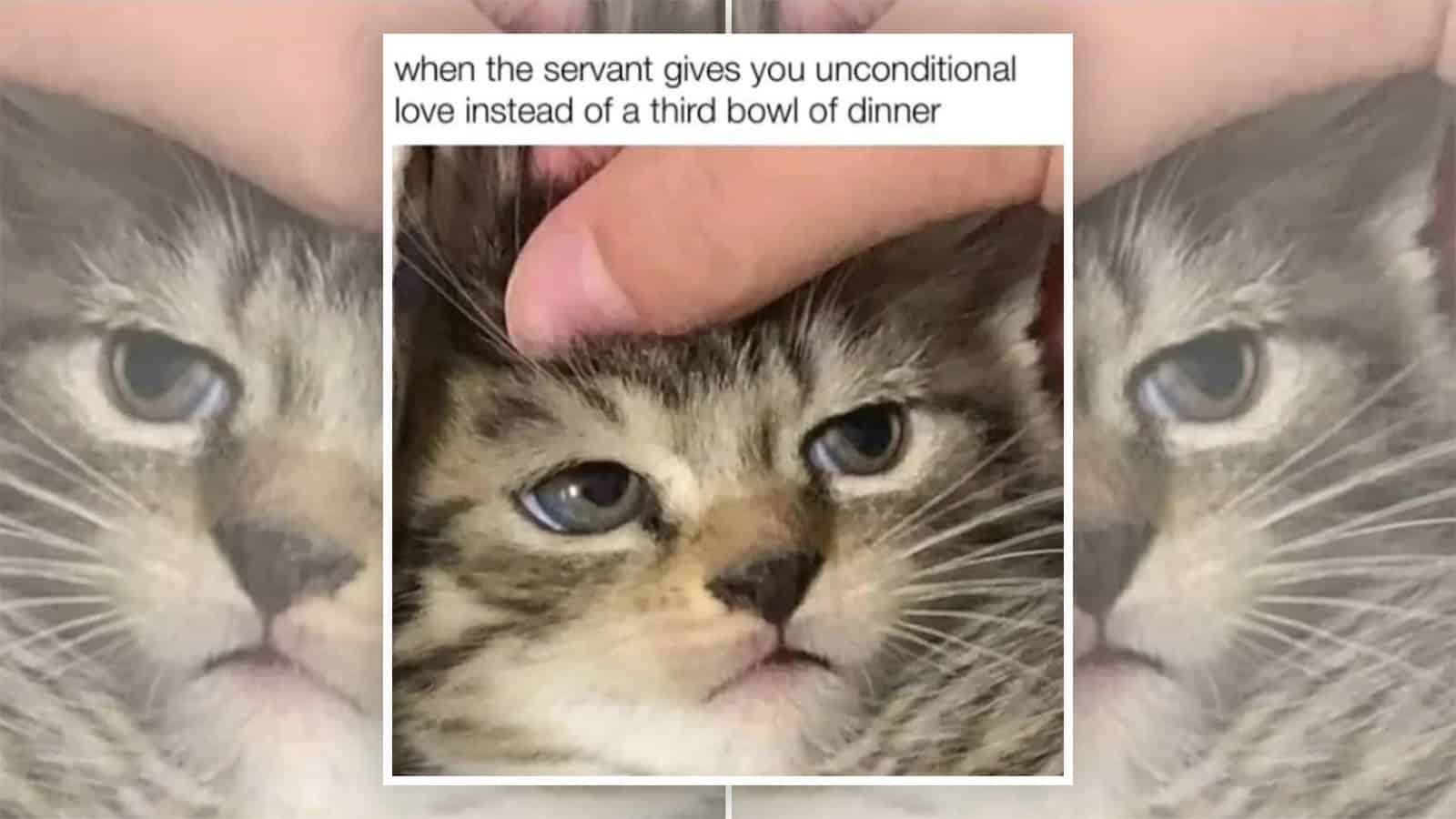 A cat being petted with a caption about unconditional love from a servant.