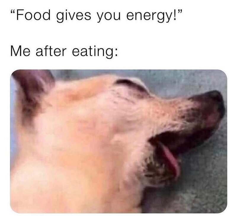 Dog lying on its side with eyes closed and tongue out, after eating.