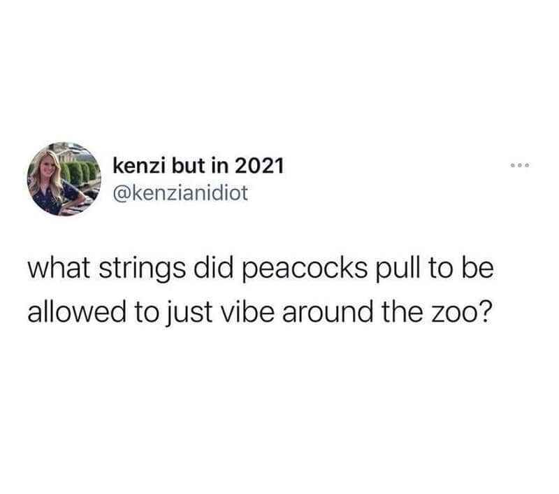 What strings did peacocks pull to be allowed to just vibe around the zoo?.