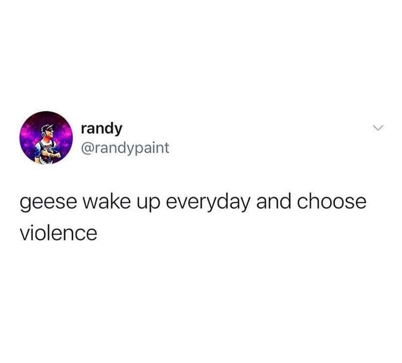  geese wake up everyday and choose violence.