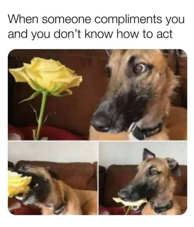 Dog looking at a yellow rose with captions about not knowing how to act when complimented.