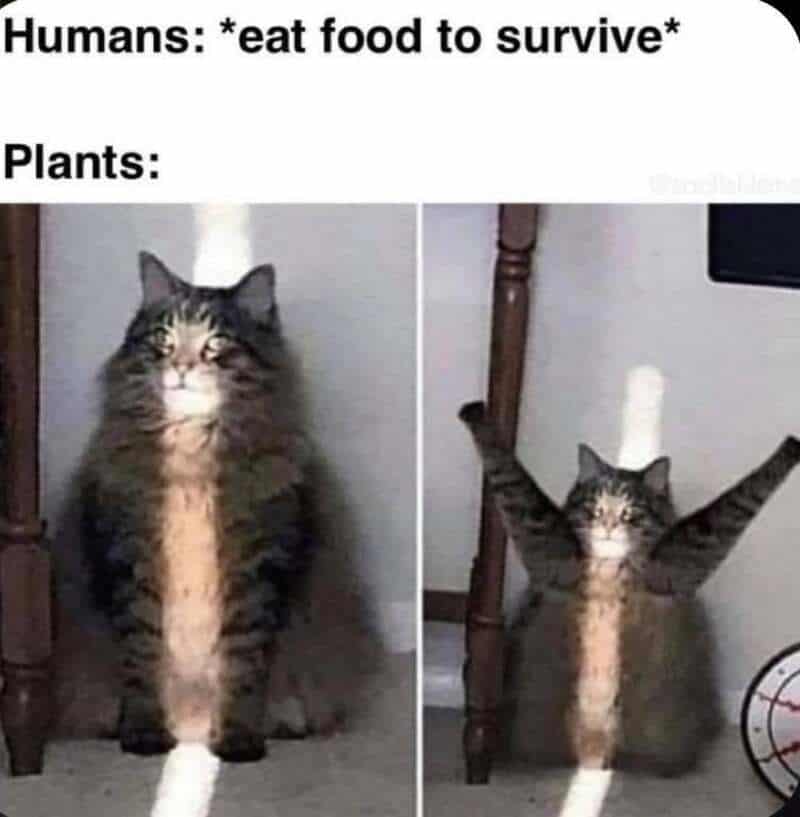 Humans eat food to survive, cats sit with arms raised like humans.