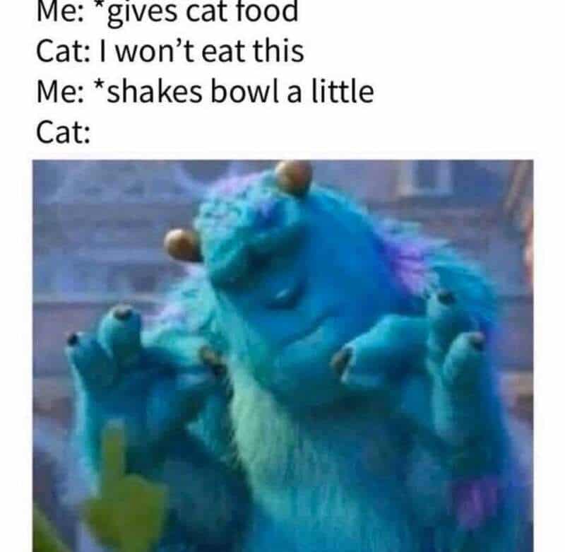 Cat refuses to eat food given by owner, who then shakes the bowl, and the cat looks unimpressed.