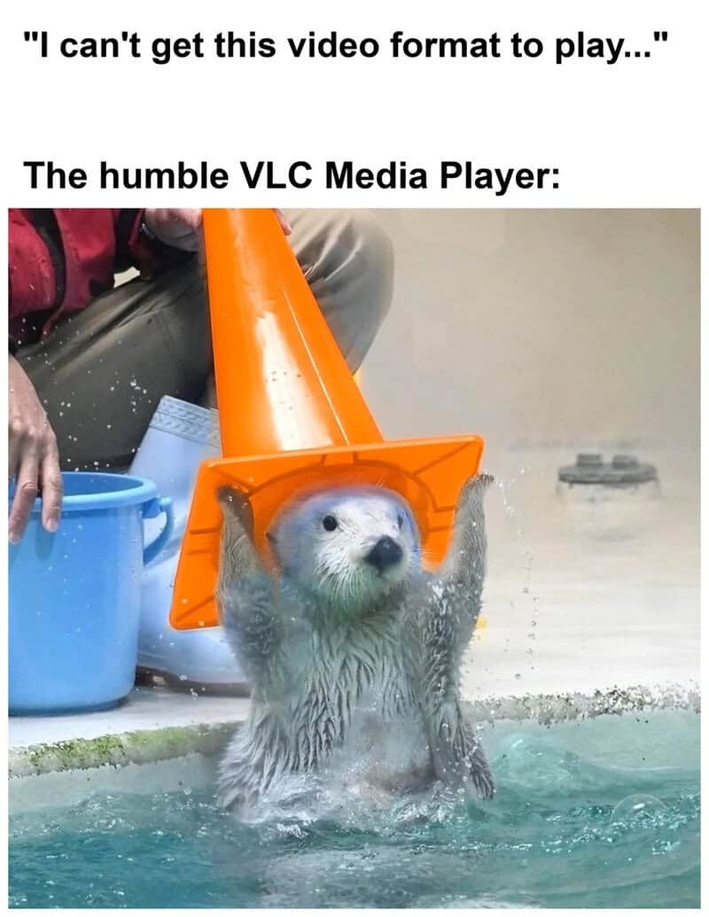 Otter with a traffic cone on its head in a pool, humorous meme about VLC media player.