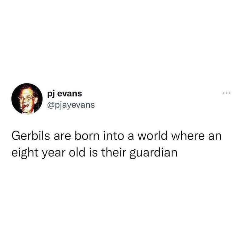 Gerbils are born into a world where an eight year old is their guardian.