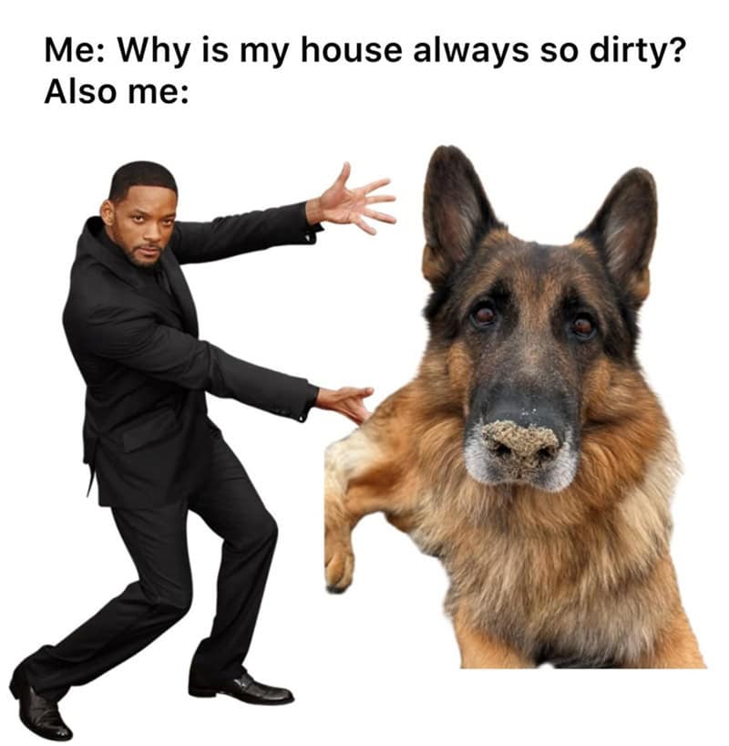 Man gesturing at a large German Shepherd with the text about house cleanliness.