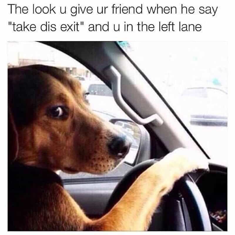 Dog driving a car with a funny expression, looking at the camera.
