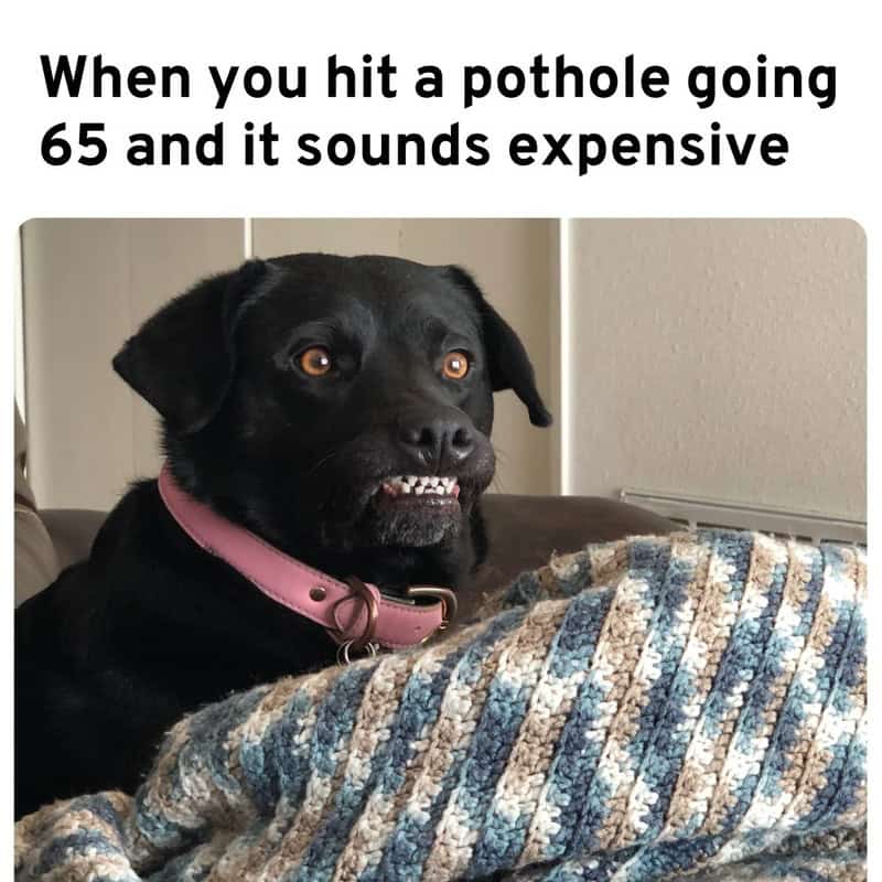 Dog with a surprised expression and bared teeth, caption about hitting a pothole at 65.