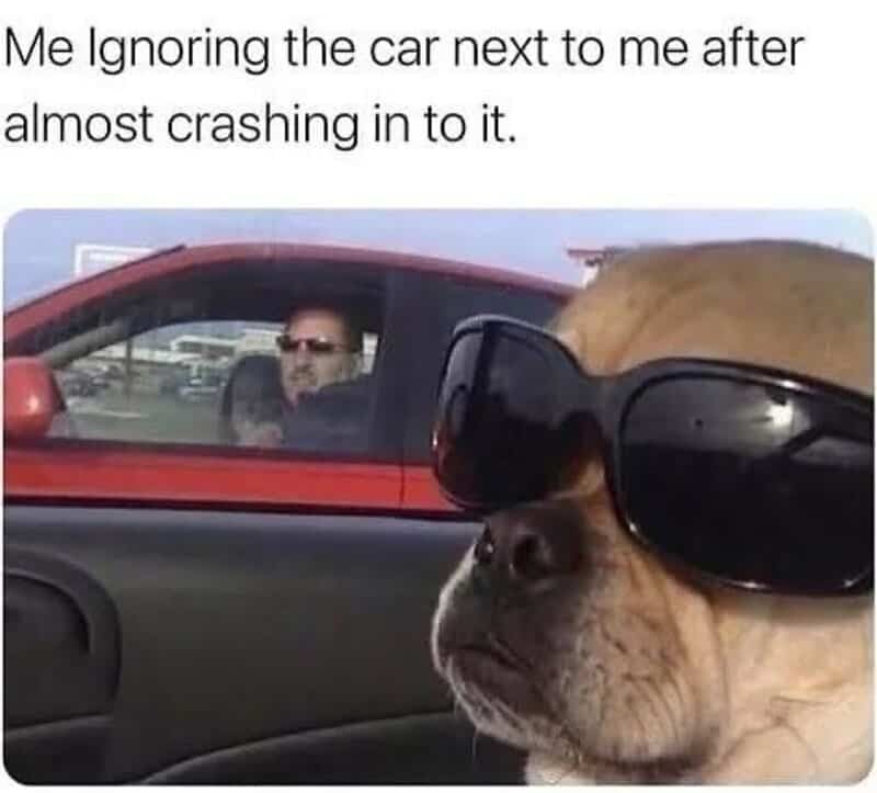 Dog wearing sunglasses ignoring a car almost crashing into it.