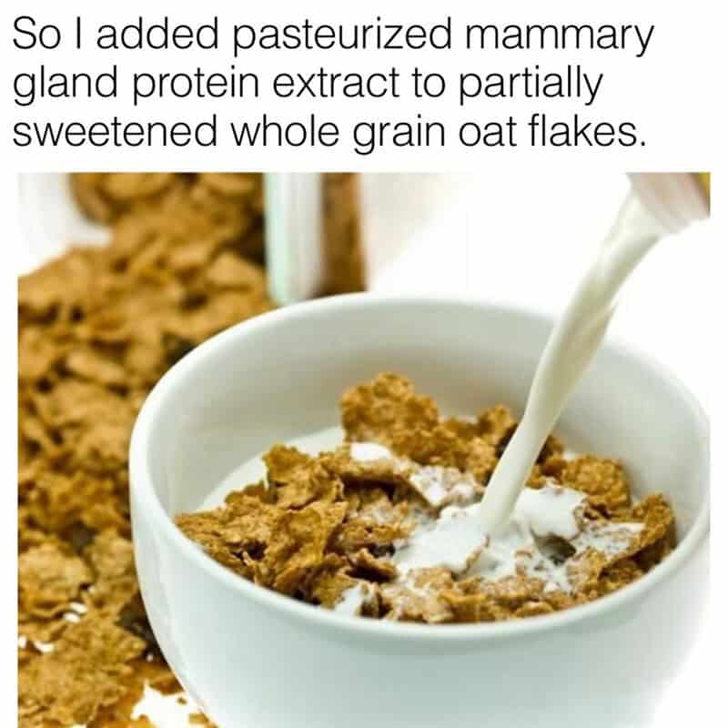 Pouring milk into a bowl of whole grain oat flakes with added mammary gland protein extract.
