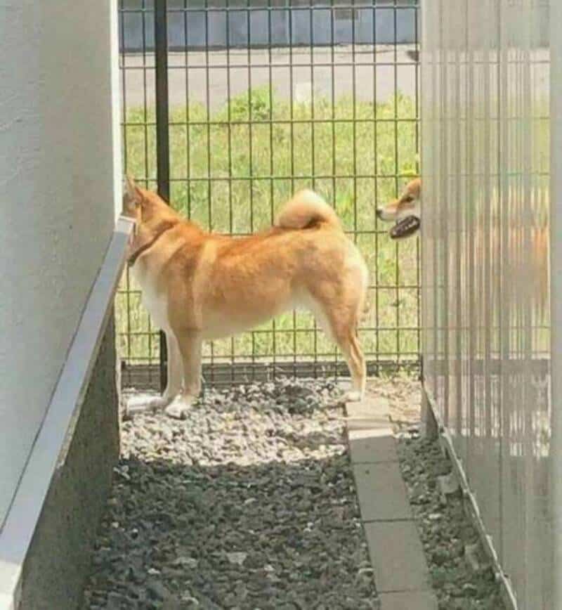Dog with head in the fence and another dog looking in from outside.