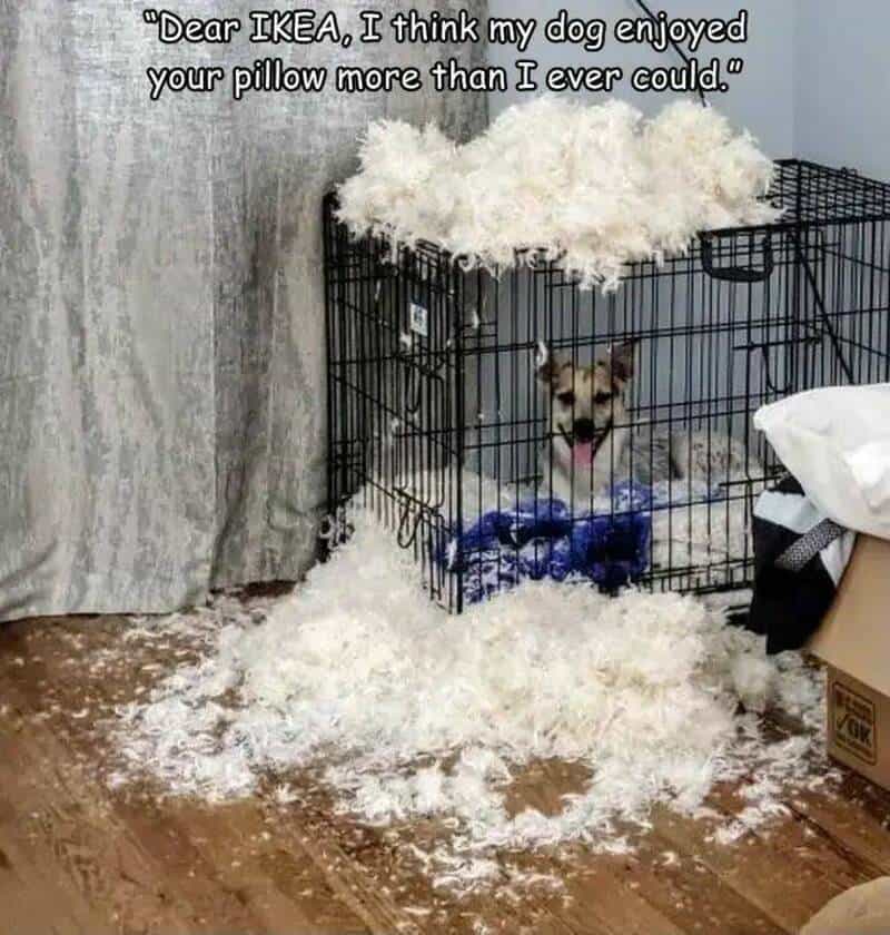 Dog in a crate with shredded pillow and stuffing on floor, humorous quote about IKEA.