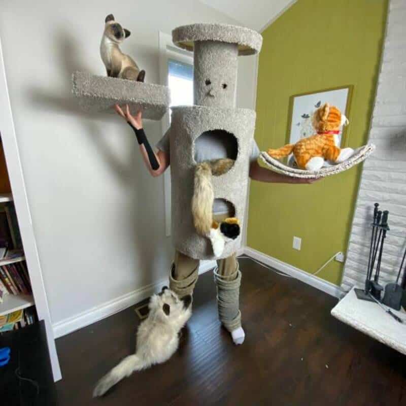 Person in a cat tree with cats and a dog, in a room with green wall.