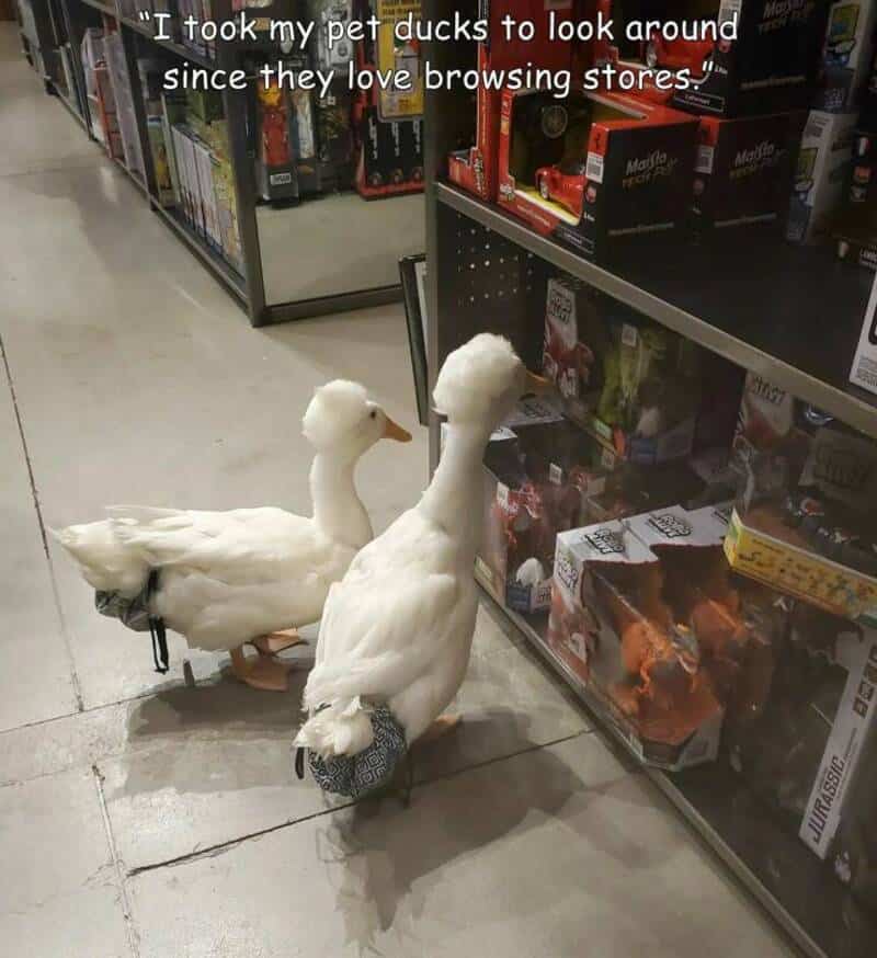 Two ducks in a store looking at toys, one with a sock on its foot, caption about browsing stores.