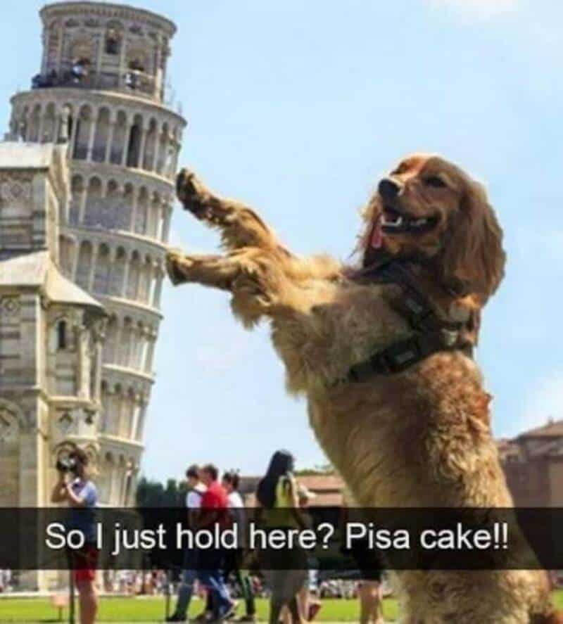 Dog with a harness reaching towards Pisa Tower with people around.
